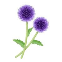 Vektor Illustration, Echinops, häufig bekannt wie Globus Distel, isoliert auf Weiß Hintergrund.