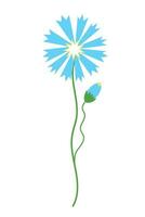 Kornblume Wildblume Hand gezeichnet eben Vektor Illustration isoliert Hintergrund. wild Blau Blume Design Element zum drucken, Karte, Postkarte, logo.plants und Natur, Flockenblume Tag