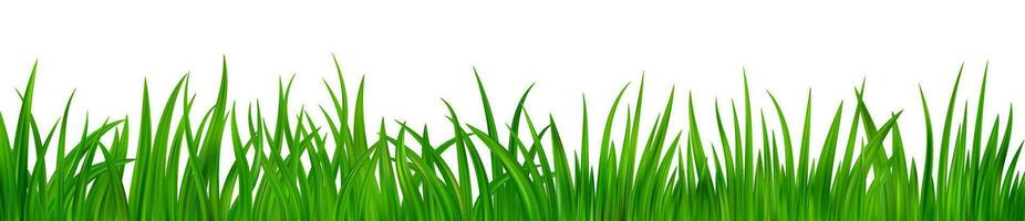 Grün Gras Wiese Rand vektor