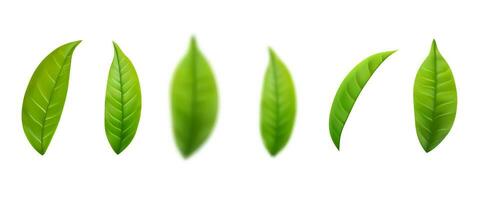 uppsättning av realistisk grön te löv vektor