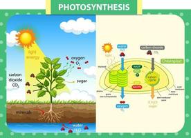 diagram som visar processen för fotosyntes i anläggningen vektor