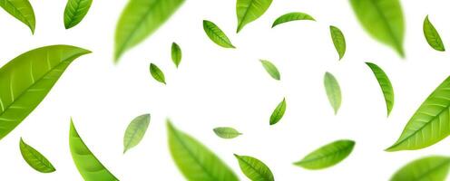 realistisk grön te löv i rörelse vektor