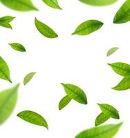 realistisch Grün Tee Blätter im Bewegung vektor