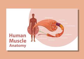 menschliche Muskelanatomie mit Körperanatomie vektor