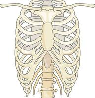 bröstkorg vektor illustration