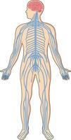 Illustration zeigen zentral nervös System im ein Mensch Körper vektor