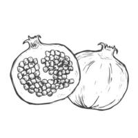 Granatapfel geschnitten im Hälfte und Samen. Tinte skizzieren isoliert auf Weiß Hintergrund. Hand gezeichnet Vektor Illustration.
