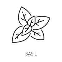 großartig Basilikum Küche Kraut isoliert Blätter skizzieren vektor