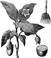 en teckning av en växt med löv och en sked vektor