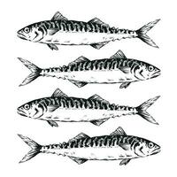 Hand gezeichnet Illustration ein Gruppe von Makrele, Scomber , schwarz auf Weiß vektor