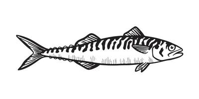 Hand gezeichnet Illustration ein Makrele, Scomber, schwarz auf Weiß vektor