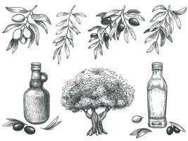 graviert Olive Öl. Hand gezeichnet Oliven Baum, skizzieren Öl Flasche und Olive Geäst mit Blätter Vektor Illustration einstellen