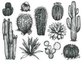 skizzieren Kaktus. Hand gezeichnet Sukkulenten, stachelig Wüste Pflanzen, Agave, Saguaro und stachelig Birne Blühen Kakteen Gravur Vektor Satz.