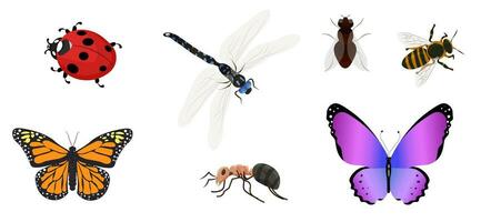 vektor uppsättning av insekter. fjäril, trollslända, myra, bi, flyga, nyckelpiga.