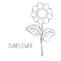 skiss av solros blomma vektor illustration i klotter stil. botanisk örter. rustik trendig växt