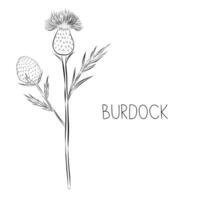 skizzieren Vektor Illustration von Klette Blume im Gekritzel Stil. botanisch medizinisch Kräuter. ein modisch rustikal Pflanze.