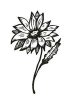 aster blomma skiss dragen i bläck förbi hand vektor illustration. teckning graverat växt, design element för tatuering, skriva ut, papper, affisch, kort, logotyp