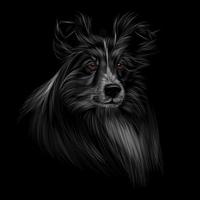 Sheltie-Kopfporträt auf schwarzem Hintergrund. Vektor-Illustration von Farben vektor