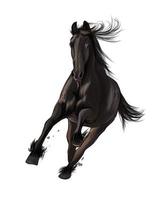 häst springer i galopp från mångfärgade färger. stänk av akvarell, färgad ritning, realistisk. vektor illustration av färger