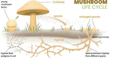 illustration av svamp liv cykel infographic vektor