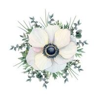 vit anemon blomma med eukalyptus grenar och gräs vattenfärg vektor blommig illustration. fält vallmo vild blomma