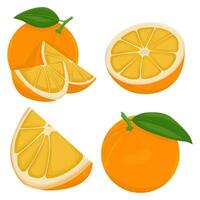 Orange Obst Sammlung im anders Variationen. Vektor Illustration