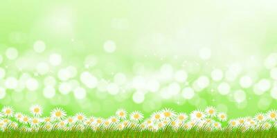 vår bakgrund äng landskap, vit daisy blommor på suddig bokeh morgon- solljus på grön färg.vektor sommar fält med defokusering bokeh ljus ljus på med vild gräns för påsk baner vektor