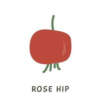 Rose Hüfte Gekritzel Element. Symbol von Hagebutte gesund medizinisch Kraut zum Alternative Medizin. Rose Obst Vektor Illustration isoliert auf Weiß.