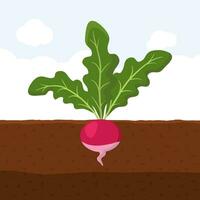 rädisa med grön löv på topp i jord, färsk organisk vegetabiliska trädgård växt växande underjordiska, tecknad serie platt vektor illustration.