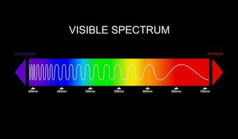 Spektrum, sichtbar Licht Diagramm. Portion von das elektromagnetisch Spektrum Das ist sichtbar zu das Mensch Auge. Farbe elektromagnetisch Spektrum, Licht Welle Frequenz. Infrarot und Ultraviolett. Vektor. vektor