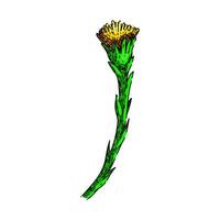 blomma tussilago skiss hand dragen vektor