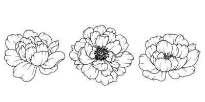 Pfingstrose Linie Zeichnung. schwarz und Weiß Blumen- Blumensträuße. Blume Färbung Buchseite. Blumen- Linie Kunst. fein Linie Pfingstrose Illustration. Hand gezeichnet Blumen. botanisch Färbung. Hochzeit Einladung Blumen vektor