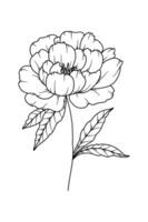 Pfingstrose Linie Zeichnung. schwarz und Weiß Blumen- Blumensträuße. Blume Färbung Buchseite. Blumen- Linie Kunst. fein Linie Pfingstrose Illustration. Hand gezeichnet Blumen. botanisch Färbung. Hochzeit Einladung Blumen vektor