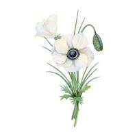 vit vallmo anemon blomma bukett med knopp och gräs vattenfärg vektor illustration för vår bröllop design och mödrar dag