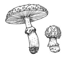 Zeichnung von fliegen Agaric. Hand gezeichnet Vektor Abbildungen einstellen von Wald psychedelisch Pilz im linear Datei. skizzieren von Magie Pilz gemalt im durch schwarz und Weiß Farben. skizzieren von Wald Pflanze