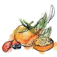 Hand gezeichnet Aquarell Tinte Illustration. Tomate Peperoni Olive Basilikum Kraut Blätter frisch Produkte Mahlzeit. Komposition isoliert auf Weiß. Design Restaurant, Speisekarte, Cafe, Essen Geschäft oder Paket, Flyer, drucken. vektor