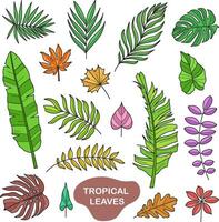 Gekritzel Abbildungen tropisch Blätter bunt Vektor