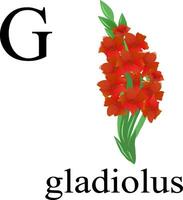 Illustration von das Brief G im das Pflanze Alphabet. Gladiole. vektor
