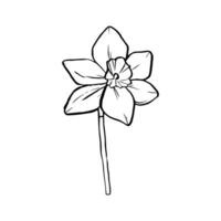 svart kontur linjär silhuett påsklilja isolerat på vit bakgrund. vektor enkel platt grafisk illustration blomma. en enkel linje hand teckning växter för de design
