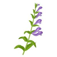 Vektor Illustration, Scutellaria Baicalensis, mit verbreitet Name Baikal Schädeldecke oder Chinesisch Schädeldecke, isoliert auf Weiß Hintergrund.