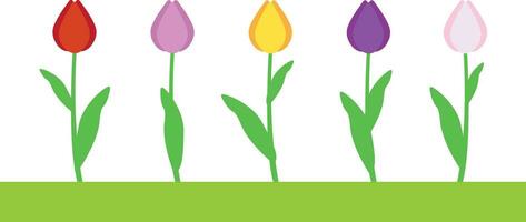 Tulpe Blumen auf Stengel mit Blätter Illustration einstellen mit anders blühen gestalten im Farben vektor