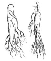 vild ginseng rot medicinsk växt hand dragen graverat skiss vektor illustration.botanical öst ört ingrediens för mat, te alternativ, medicin för logotyp, skriva ut, papper, kort, mall, flygblad, märka