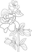 Gardenie Magnolie Färbung Seiten einfach Gardenie Blume Zeichnung, Bleistift Gardenie Blume Zeichnung, botanisch Gardenie Zeichnung, botanisch Gardenie Zeichnungen vektor