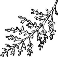 dammig mjölnare, silver- jacobaea maritima växt. botanisk vinterbär grafisk. hand målad översikt illustration. blommig linje konst för bröllop inbjudan, märka, packa, jul, hälsning, tapet vektor
