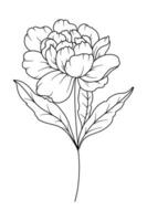 pion linje teckning. svart och vit blommig buketter. blomma färg sida. blommig linje konst. bra linje pion illustration. hand dragen blommor. botanisk färg. bröllop inbjudan blommor vektor