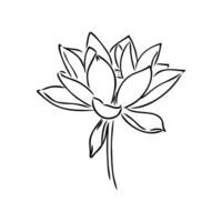 lotus vektor skiss