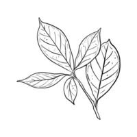 Avocado Blatt Vektor Illustration. Ast von Avocado Baum mit Blätter. schwarz Gliederung Grafik Zeichnung. tropisch Laub Tinte Kontur. schwarz Linie Silhouette