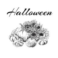 Halloween-Abbildung. Kürbisse und Sonnenblumen skizzieren Vektorillustration. handgezeichnete landwirtschaft und bauernhof isolierte gestaltungselemente. Kürbisernte im Herbst. vektor