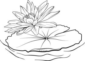 nymphaea vatten lilja ritningar, översikt vatten lilja teckning, översikt vatten lilja blomma teckning, svart och vit vatten lilja teckning, skiss vatten lilja teckning, hand dragen skiss vatten lilja teckning vektor