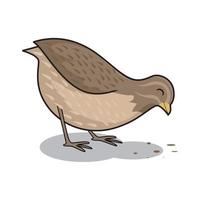 wachtel vogel cartoon tiere il... vektor